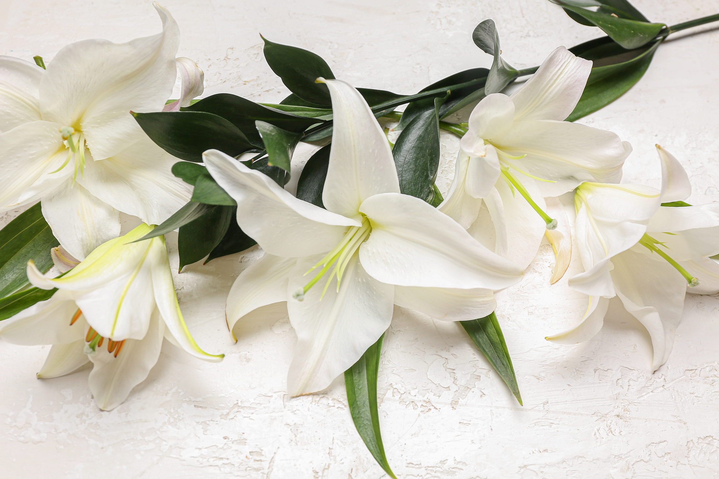 Composition with Delicate Lily Flowers on Light Background, Closeup