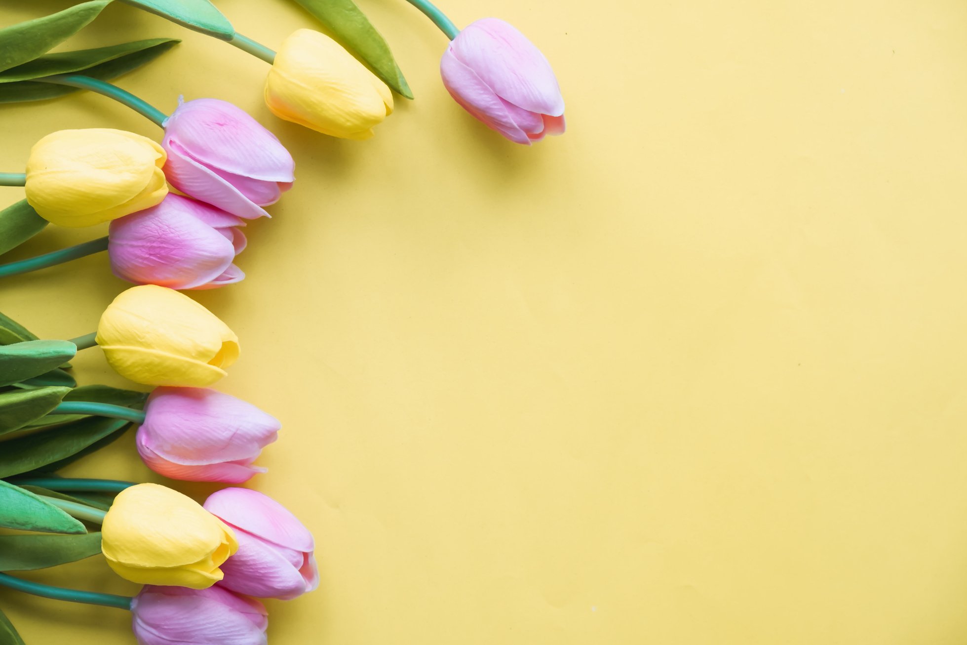 Spring Flower Pink Tulips Bouquet on Yellow Background. a Gift T