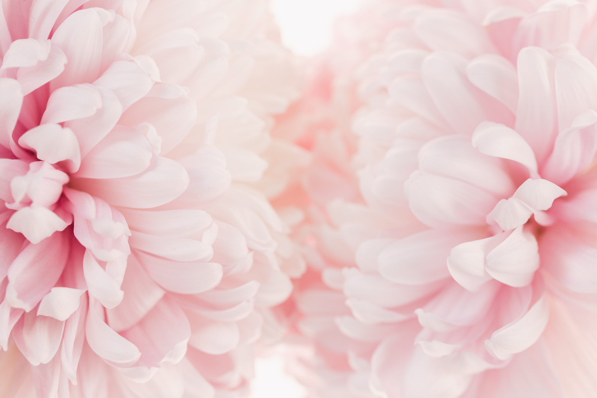 Peony flower .Peony petals background.Floral background.Floral delicate wallpaper.Beautiful Floral background in pale pink and white colors.blooming Flowers